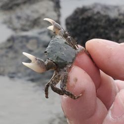 Point Isabel Regional Shoreline - TEPCO beach (crab)