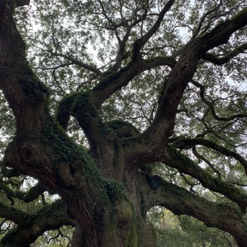 Angel Oak - Parks Near Me - Johns Island, South Carolina