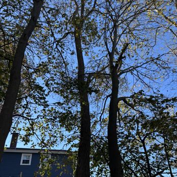 M&M Tree - These were removed too - Tree Services Near Me M&M Tree - These were removed too - Tree Services Near Me