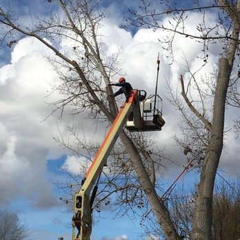 Boise Tree/SavATree - Tree Services Near Me - Boise, Idaho Boise Tree/SavATree - Tree Services Near Me - Boise, Idaho