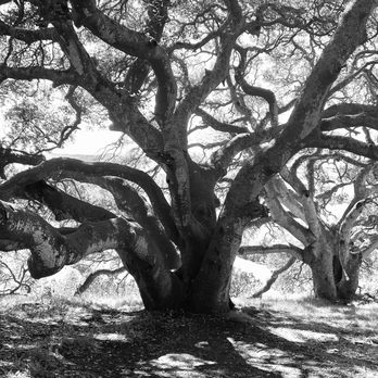 Helen Putnam Regional Park - Love the huge old oak trees - Hiking Near Me - Petaluma, California Helen Putnam Regional Park - Love the huge old oak trees - Hiking Near Me - Petaluma, California
