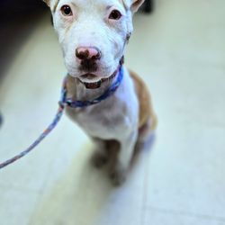 Happy Dogz Rescue