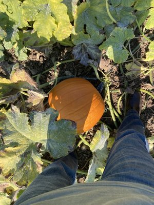 Alluvial Farms by null