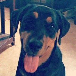 Betterment Pet Care