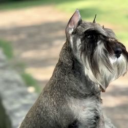 Every Dog Has Its Day - Very Focused Puppy!