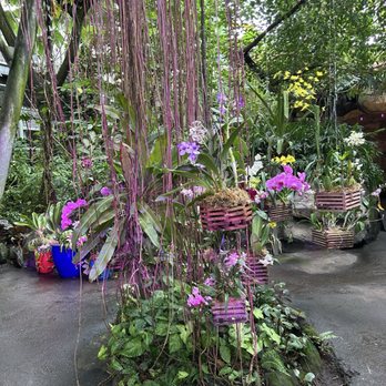 Cleveland Botanical Garden - Orchid display - Botanical Gardens Near Me - Cleveland, Ohio