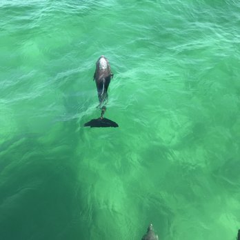 Southern Star Dolphin Cruise - Whale Watching Tours Near Me - Destin, Florida Southern Star Dolphin Cruise - Whale Watching Tours Near Me - Destin, Florida