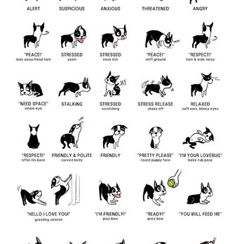 Dog Behavior Solutions - How to read dog body language. - Pet Training Near Me Dog Behavior Solutions - How to read dog body language. - Pet Training Near Me