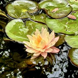 Aquatic Care Service - We love water lily