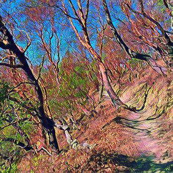 Indian Tree Preserve - Indian Tree Preserve - Hiking Near Me - Novato, California