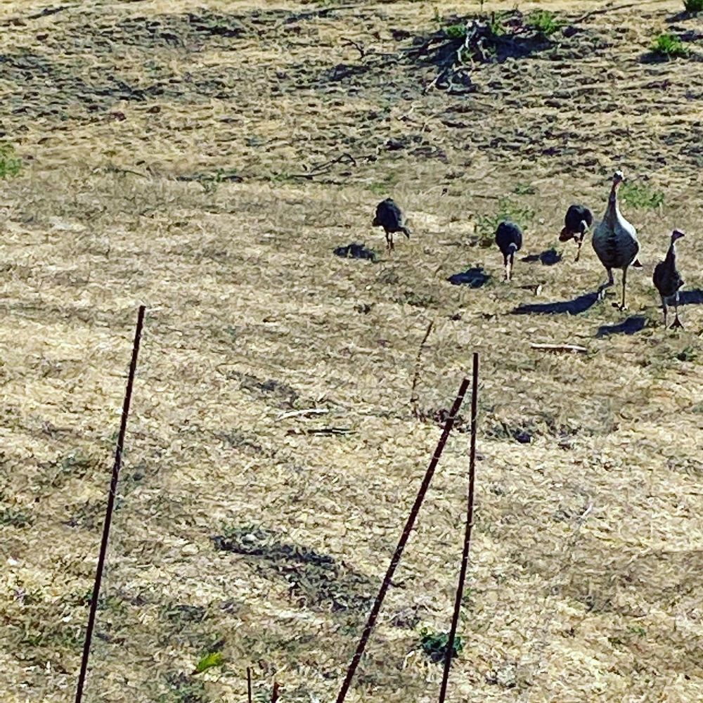Sabercat Creek Trail - Parks Near Me - Fremont, California Sabercat Creek Trail - Parks Near Me - Fremont, California