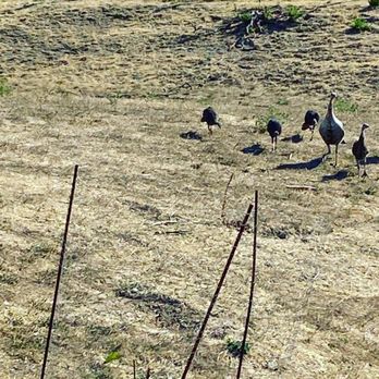 Sabercat Creek Trail - Parks Near Me - Fremont, California Sabercat Creek Trail - Parks Near Me - Fremont, California
