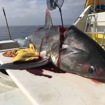 Fish Taxi Sportfishing - Thresher shark. Donated some to research and kept some to cook. - Boat Charters Near Me - Oceanside, California Fish Taxi Sportfishing - Thresher shark. Donated some to research and kept some to cook. - Boat Charters Near Me - Oceanside, California