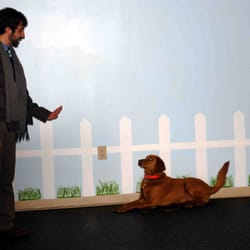 Kennel Club USA - Training