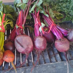 Lee's Berries - Beets $1 only