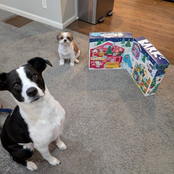 Cause for Canines - Pet Adoption Near Me Cause for Canines - Pet Adoption Near Me