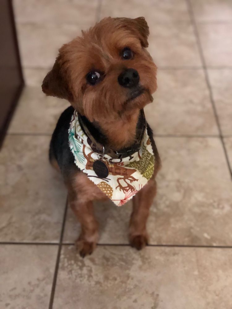 HAUTE PAWS ESCAPE Updated August 2024 30 Photos 100 S