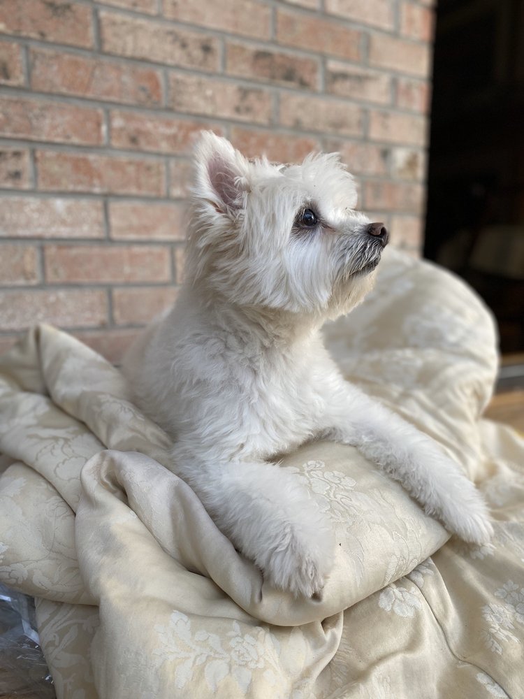 PAWSITIVELY GENTLE GROOMING Updated September 2024 22 Photos