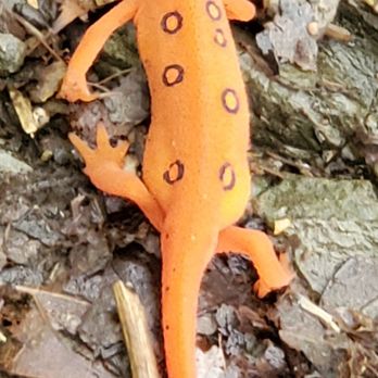Paw Paw Tunnel - I hadn't seen a salamander like this since I was prob 9 y.o. Healthy environment. - Local Flavor Near Me - Paw Paw, Maryland