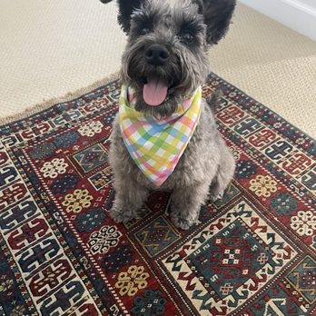 Gator’s Grooming - The all "natural" schnauzer before visiting Alex . She's still cute and adorable as hell don't you think? - Pet Groomers Near Me - West Bloomfield Township, Michigan Gator’s Grooming - The all "natural" schnauzer before visiting Alex . She's still cute and adorable as hell don't you think? - Pet Groomers Near Me - West Bloomfield Township, Michigan