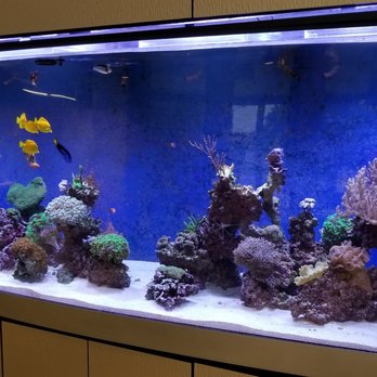 Fish By Design - Aquarium Services Near Me - Westminster, California