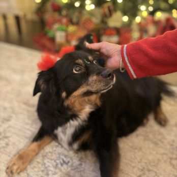 Razzle Dazzle - They are soooo amazing with my senior love bug!! - Pet Groomers Near Me - Indian Land, South Carolina Razzle Dazzle - They are soooo amazing with my senior love bug!! - Pet Groomers Near Me - Indian Land, South Carolina