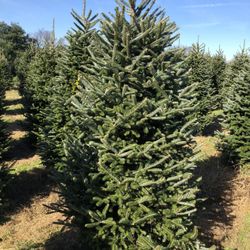 Pine Valley Christmas Trees - Had a great experience getting our 2020 Christmas tree.