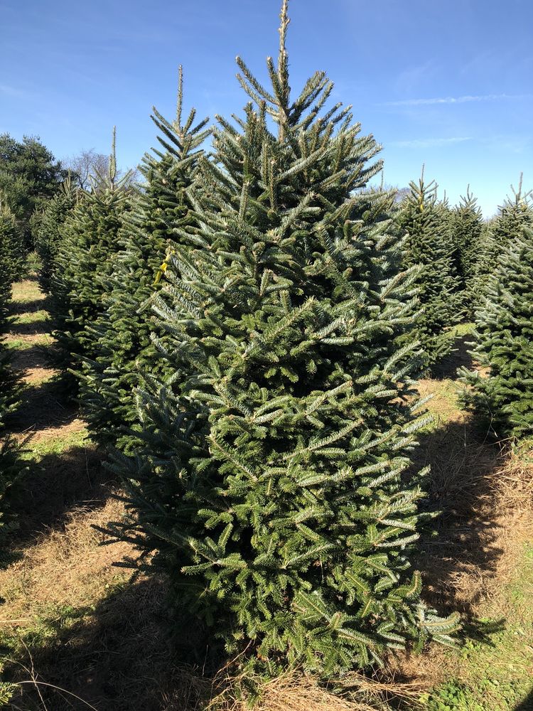 PINE VALLEY CHRISTMAS TREES Updated July 2024 342 Blake Rd, Elkton, Maryland Christmas