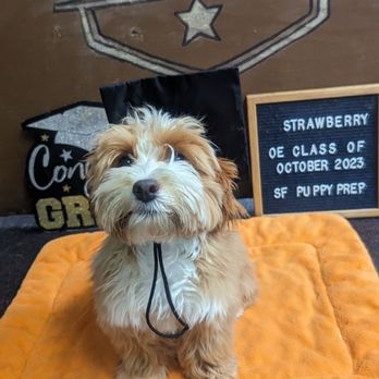 SF Puppy Prep - Pet Training Near Me - San Francisco, California SF Puppy Prep - Pet Training Near Me - San Francisco, California