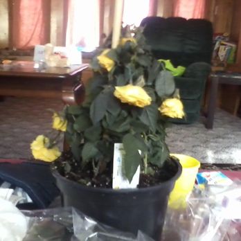 Designs by Guzzardo's - This is the DEAD plant delivered to my mother A DAY late for her birthday! - Florists Near Me - Shelby Township, Michigan Designs by Guzzardo's - This is the DEAD plant delivered to my mother A DAY late for her birthday! - Florists Near Me - Shelby Township, Michigan