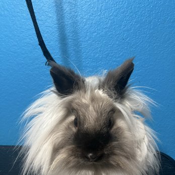 Luxury Pet Pampering Groomer - We do Bunnys as well ! :) - Pet Groomers Near Me - Antelope, California Luxury Pet Pampering Groomer - We do Bunnys as well ! :) - Pet Groomers Near Me - Antelope, California