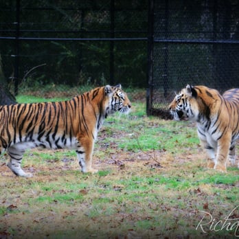 Noah's Ark Animal Sanctuary - Animal Shelters Near Me - Locust Grove, Georgia