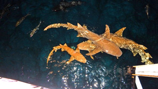 Coral Expeditions - Small Ship Cruising by null