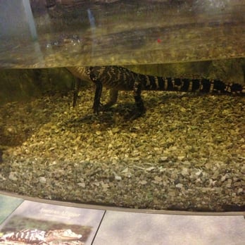 Audubon Insectarium - Alligator checking the scene! - Zoos Near Me - New Orleans, Louisiana Audubon Insectarium - Alligator checking the scene! - Zoos Near Me - New Orleans, Louisiana