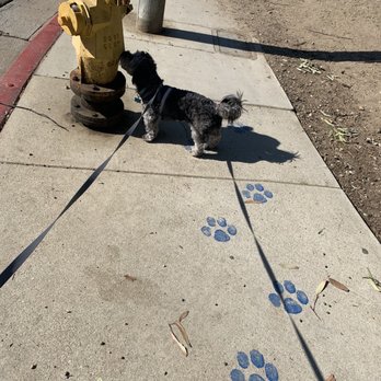 Amazing Culver City Dog Boarding Design Concept Amazing Culver City Dog Boarding Design Concept