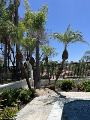 L&P Tree Service on Yelp