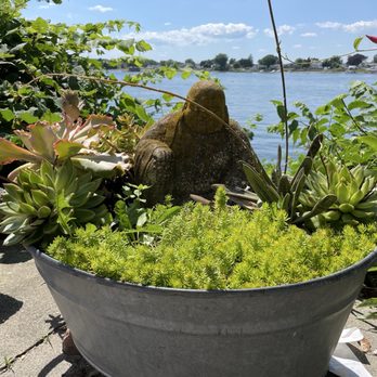 Coastal Roasters - Lovely potted plants. - Coffee & Tea Near Me - Tiverton, Rhode Island