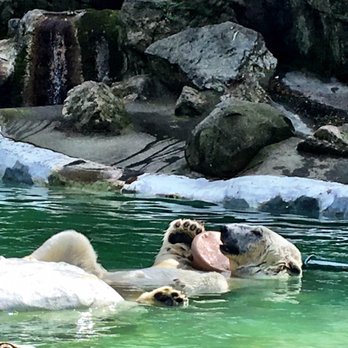 Bronx Zoo - Paul the polar bear - Zoos Near Me - Bronx, New York