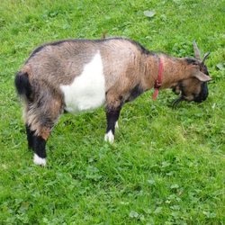 Doolin Cave - A goat along the trail