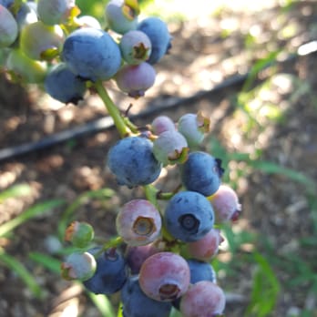 Pryor's Orchard - a cluster of blueberries - Fruits & Veggies Near Me - Thurmont, Maryland Pryor's Orchard - a cluster of blueberries - Fruits & Veggies Near Me - Thurmont, Maryland
