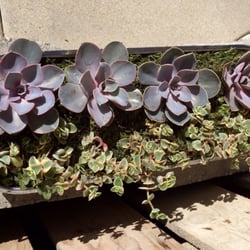 Amalia's Succulents - Succulents a brought from the nursery!
