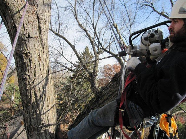 Lincoln Tree Service - tree service in Lincoln, NE