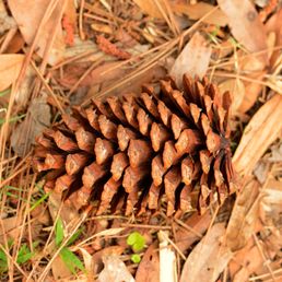 Pine cone (probably Slash Pine, Pinus elliotii)