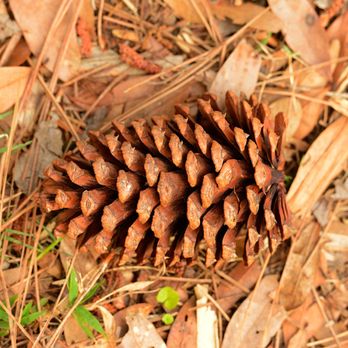 John Chesnut Sr Park - Pine cone (probably Slash Pine, Pinus elliotii) - Parks Near Me - Palm Harbor, Florida