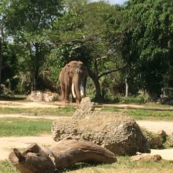 Zoo Miami - Zoos Near Me - Miami, Florida Zoo Miami - Zoos Near Me - Miami, Florida