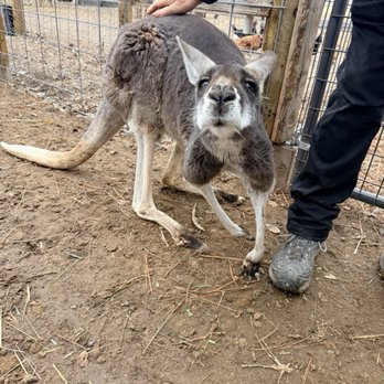Back Forty Farms - Oh the sweetest and softest Roo! - Attraction Farms Near Me - Nampa, Idaho Back Forty Farms - Oh the sweetest and softest Roo! - Attraction Farms Near Me - Nampa, Idaho