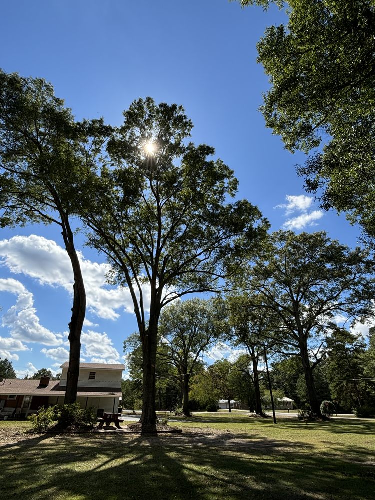Total Tree Care - tree service in Erwin, NC