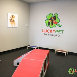 Lucky Pet - Dog Daycare in Tampa for small and medium sized dogs.