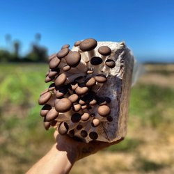 Far West Fungi