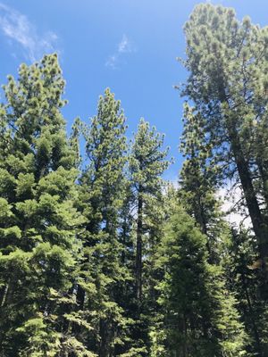 William Kent Campground by null